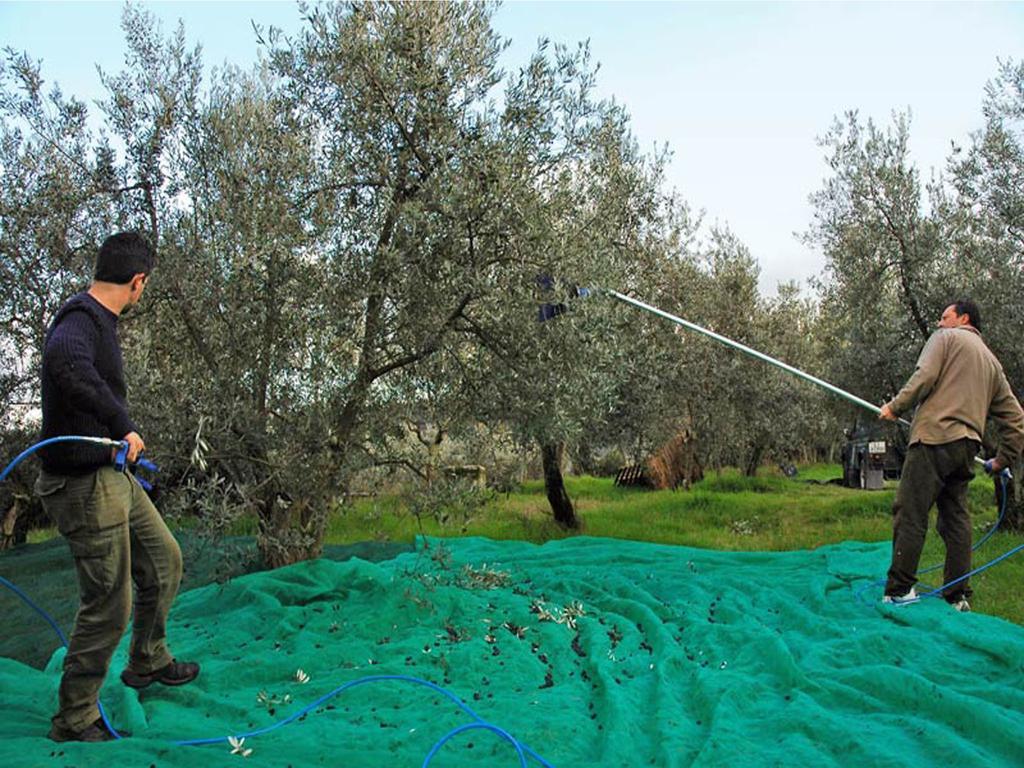 Agriturismo Borgo Dell'Aschetto Marina di Cerveteri Zimmer foto